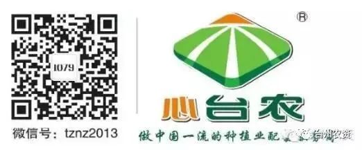 果實接近成熟，警惕柑橘表面各種油胞病